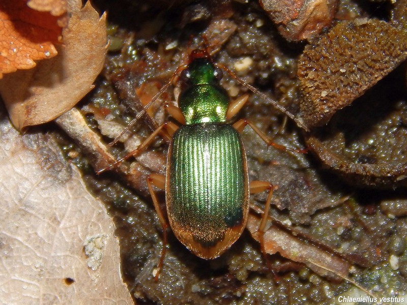 Carabidae del Parco del Ticino